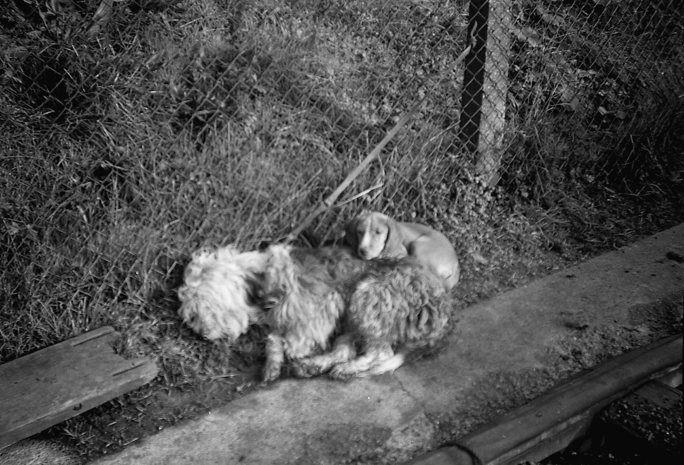 19430000c GUCC Grand Union Canal by Barge Captain CHRISTIAN VLASTO (m. Abbas) 07.jpg